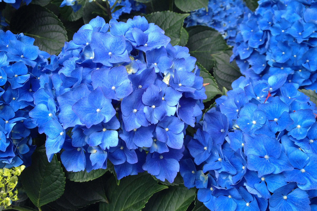 Hydrangea macrophylla Mathilde Gutges (3).jpg